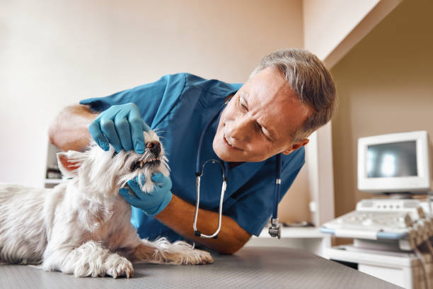 Best Cosmetic Emergency Dentistry in Von Ormy, TX